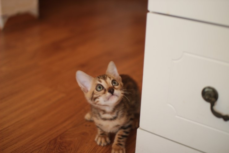 뱅갈고양이 분양 완전히 빠졌네 빠졌어~ 관련 이미지 33