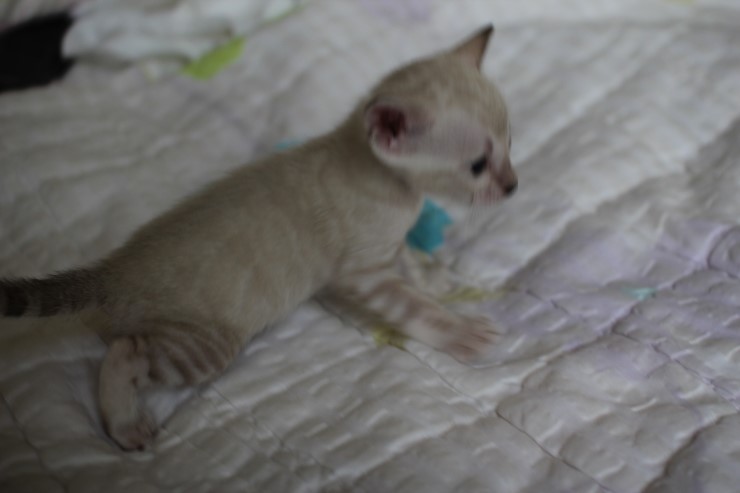 실링스 뱅갈고양이 커퍼 여아~~ 관련 이미지 11