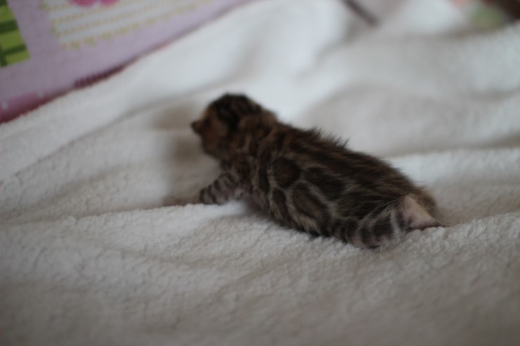 소유뱅갈고양이 캐터리 키튼들 입니다~ 관련 이미지 6