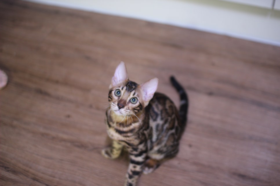 뱅갈고양이 강아지 같은 아이들 분양해요~ 관련 이미지 2