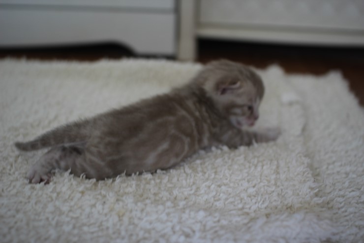 실밍크뱅갈고양이 곰돌이 남아예요 관련 이미지 18