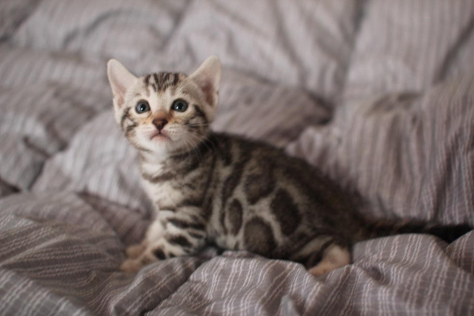 실버뱅갈고양이 여아 분양해요! 관련 이미지 6