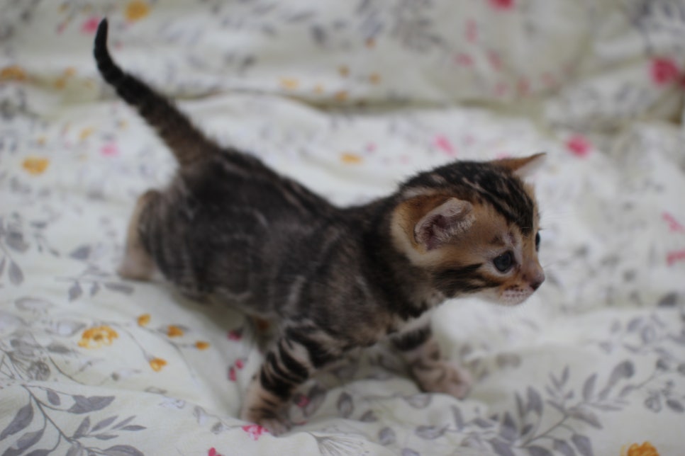 멋진 빅로젯에 뱅갈고양이 분양 합니다~ 관련 이미지 9