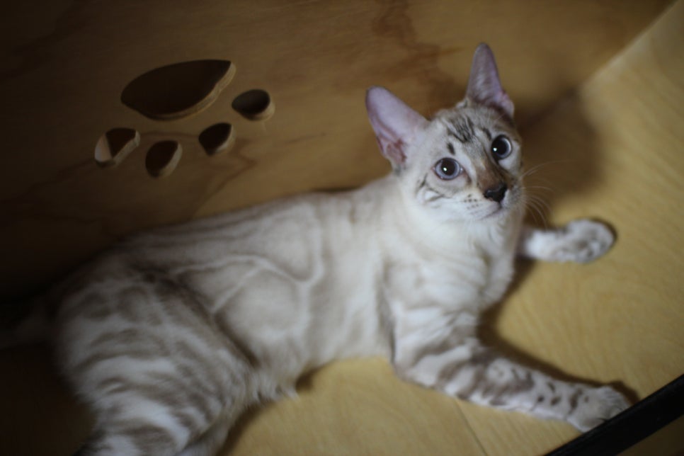 뱅갈고양이 키퍼 아이들 건강히 잘크고 있어요~ 관련 이미지 3