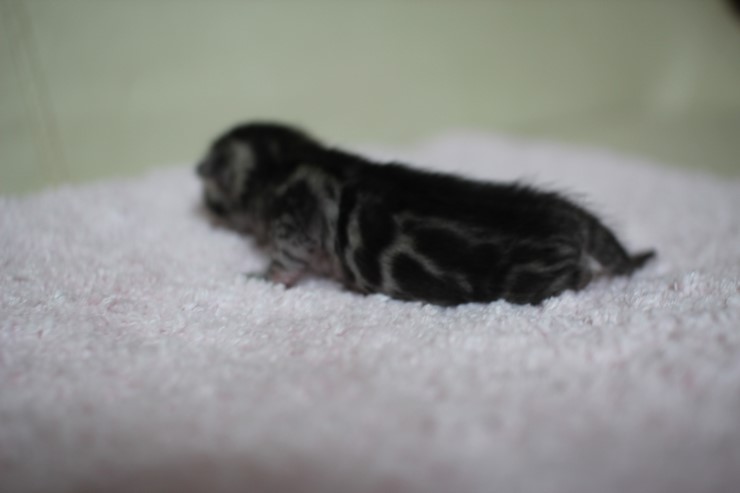 뱅갈고양이 실버랑 브라운 꼬물이 관련 이미지 8