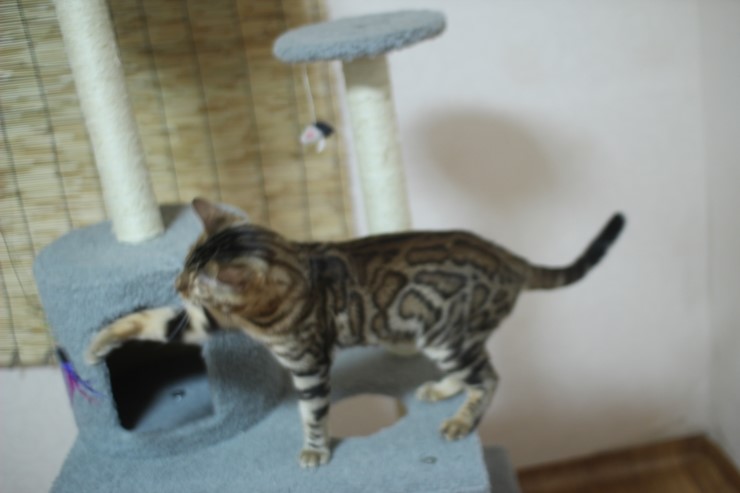 뱅갈고양이 장고 신났네요 ㅎㅎㅎ 관련 이미지 12