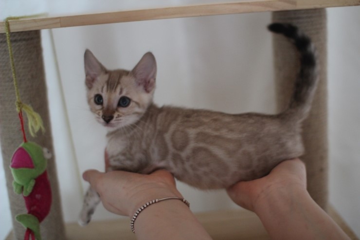 실밍크 뱅갈고양이 분양 남아 두아이 소개 합니다 관련 이미지 14