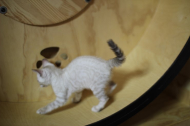 스노우 링스 뱅갈고양이 키퍼여아와 레모나예요~ 관련 이미지 14