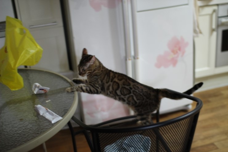 뱅갈고양이 여아 리엔과 영웅이예요~ 관련 이미지 6