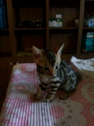 뱅갈 막둥이.. 관련 이미지 1