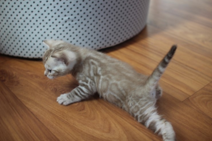 밍크 뱅갈고양이 남아 많이 컸어요^^ 관련 이미지 3