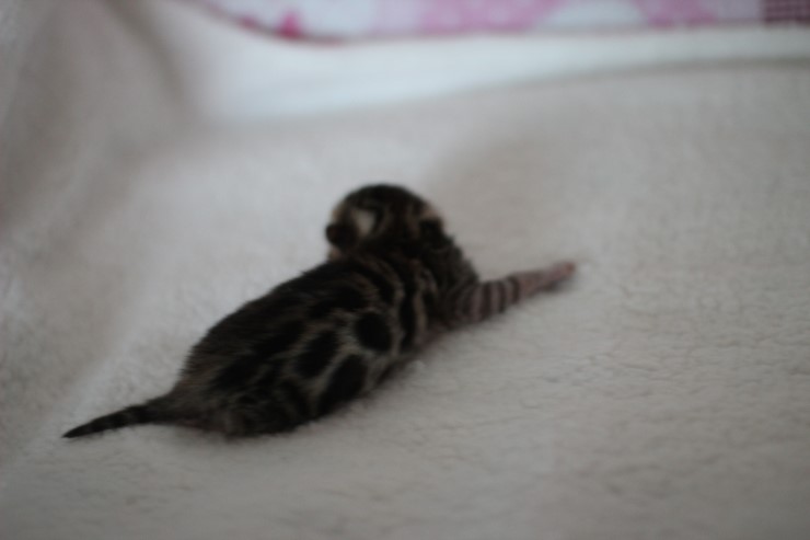 소유뱅갈고양이 캐터리 키튼들 입니다~ 관련 이미지 3