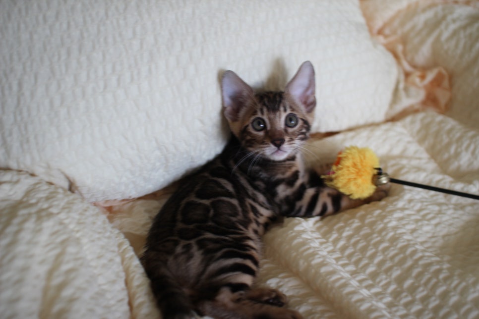 브라운 뱅갈고양이 남아1 분양해요~ 관련 이미지 9