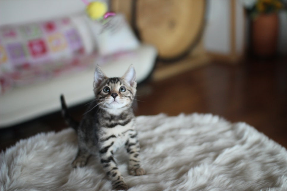 뱅갈고양이분양 멋진 빅로젯 아이들~ 관련 이미지 27