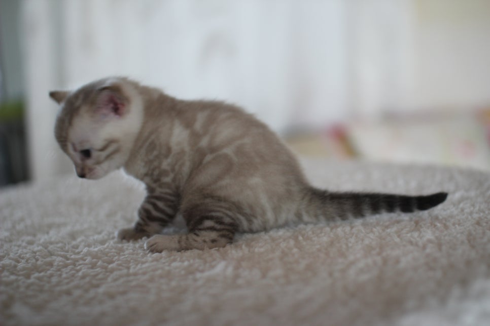 스노우 뱅갈고양이 꼬맹이 너무 이뻐요^^ 관련 이미지 11