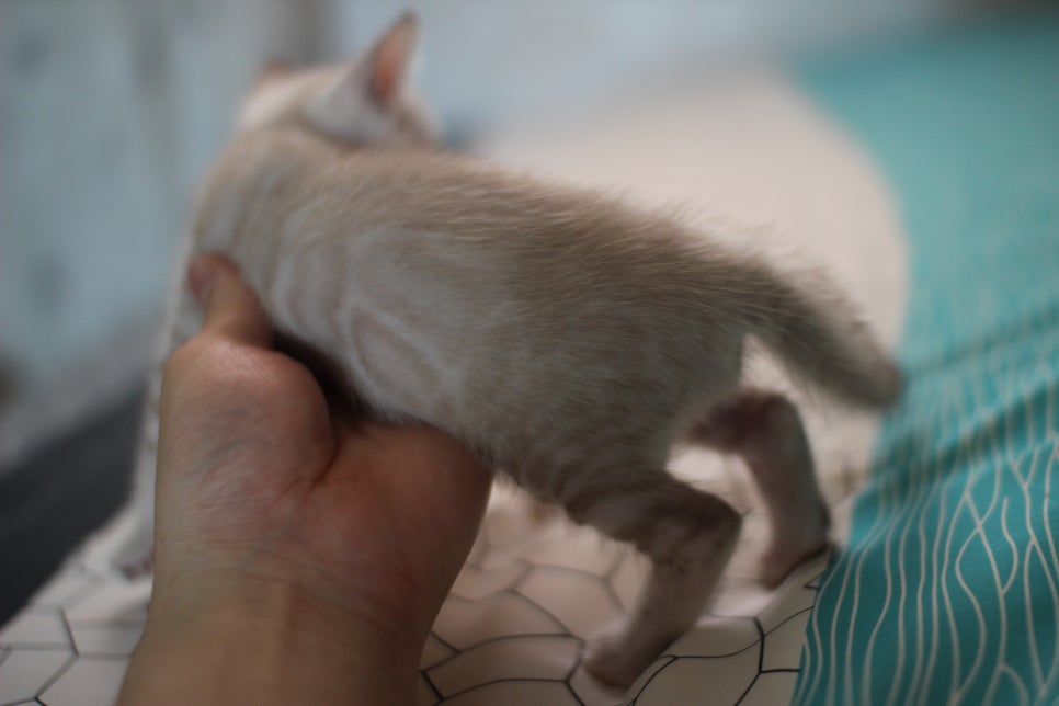 스노우뱅갈고양이 남아에 멋진 무늬 보시고 가세요~ 관련 이미지 3