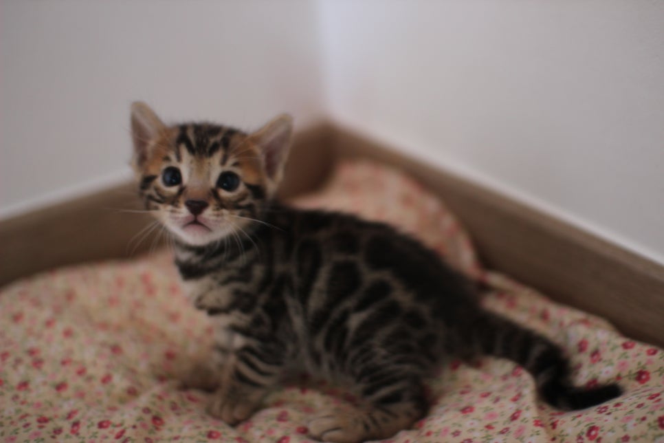 뱅갈고양이 꼬맹이들 나왔어요~ 관련 이미지 6