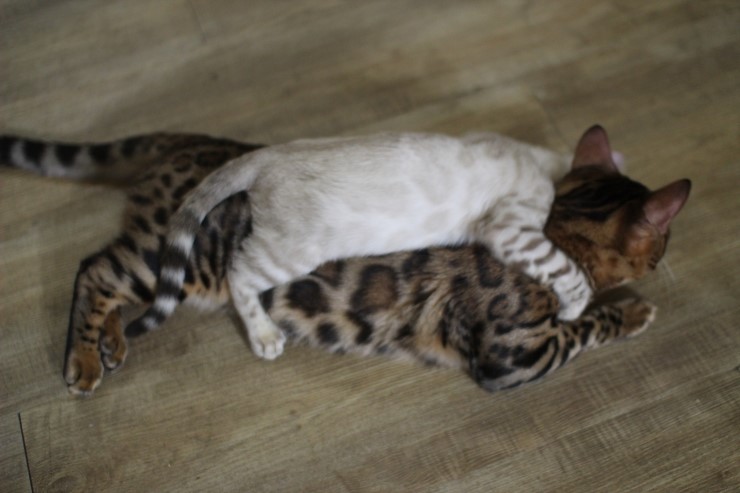 뱅갈고양이,뱅갈고양이 분양,순둥이 링컨이~~~ 관련 이미지 5