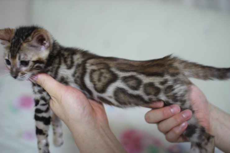 빅로젯 뱅갈고양이 여아~ 관련 이미지 4