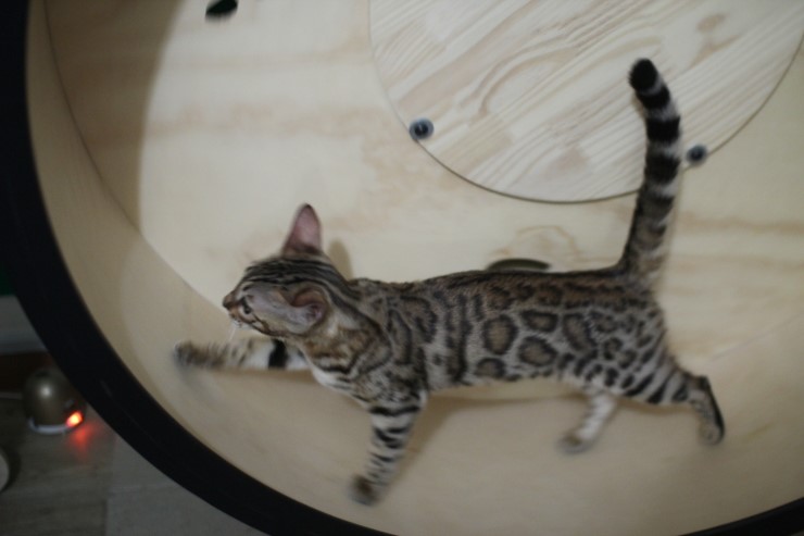 뱅갈고양이,스노우뱅갈고양이,  저희집 어린녀석들 오늘도 신나게 놀고 있어요^^......... 관련 이미지 1