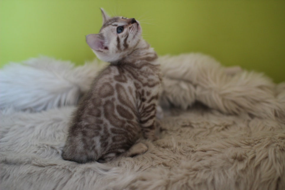 뱅갈고양이 분양 부티가 흘러요 흘러~ 관련 이미지 37