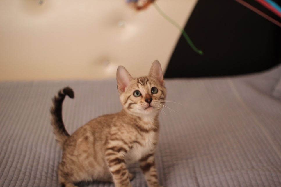 실밍크,브라운,실버뱅갈고양이 분양 합니다~ 관련 이미지 3