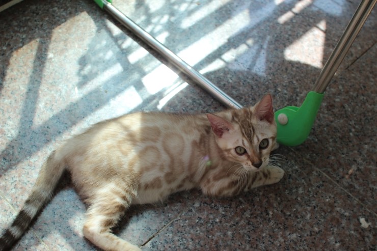 뱅갈고양이 남아 동글이와 곰돌이예요~ 관련 이미지 4