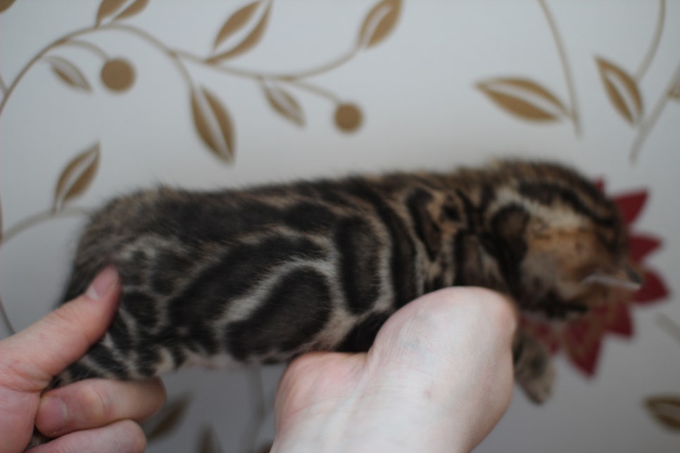 어메이징 브라운 뱅갈고양이 삼형제예요~ 관련 이미지 2