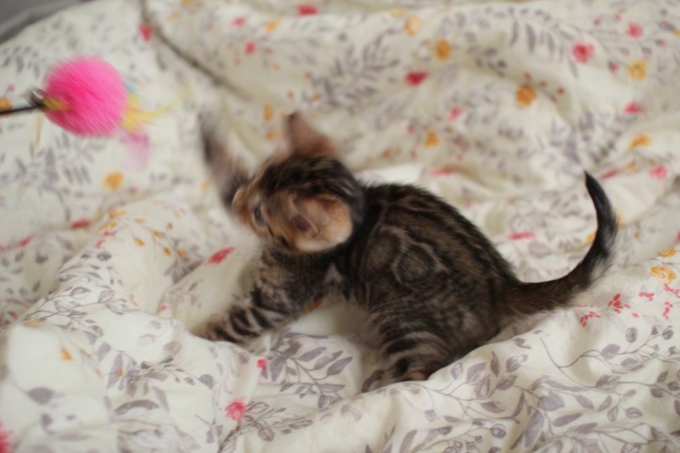 뱅갈고양이 개냥이를 찾으세요? 관련 이미지 14