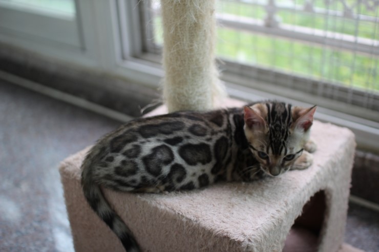 뱅갈고양이 남아 동글이 분양 합니다~ 관련 이미지 2