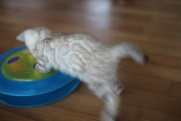 실밍크 클라우드 로젯 뱅갈고양이 남아예요~ 관련 이미지 12