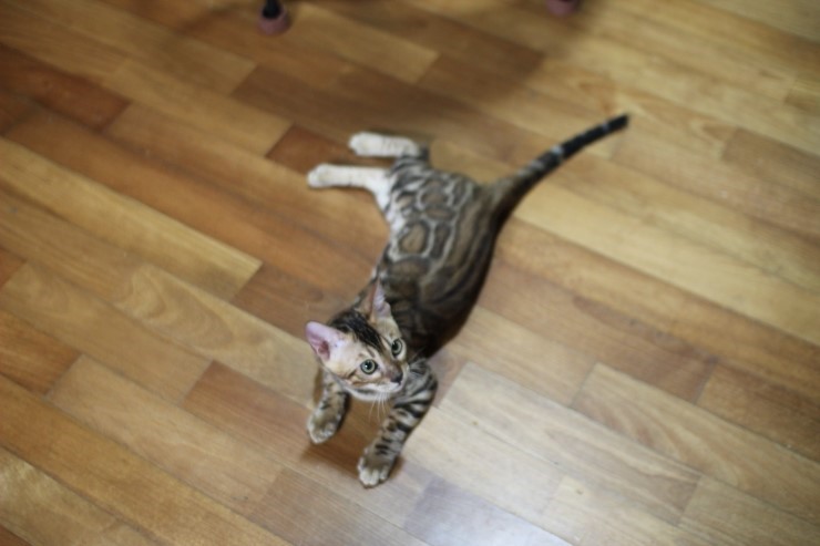 뱅갈고양이 남아 soyu gsw 관련 이미지 2