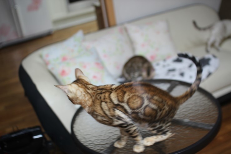 뱅갈고양이 새해 첫날~ 관련 이미지 5