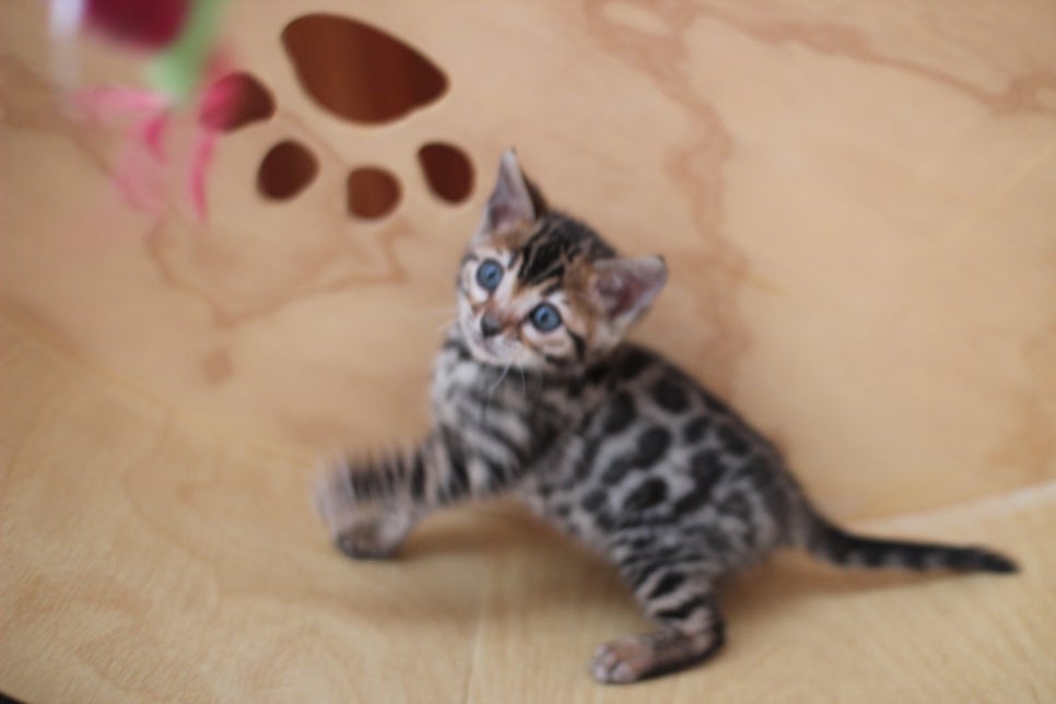 뱅갈고양이분양 사랑스러운 개냥이들~ 관련 이미지 10