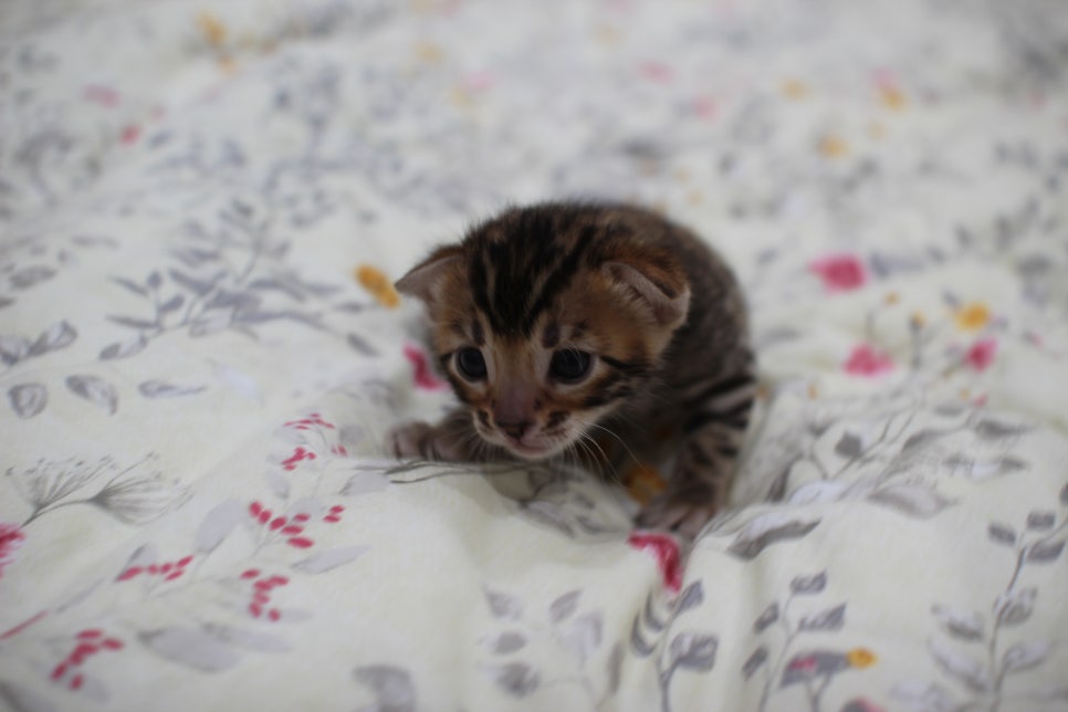 브라운 뱅갈고양이 꽃미묘 꼬맹이들~ 관련 이미지 2