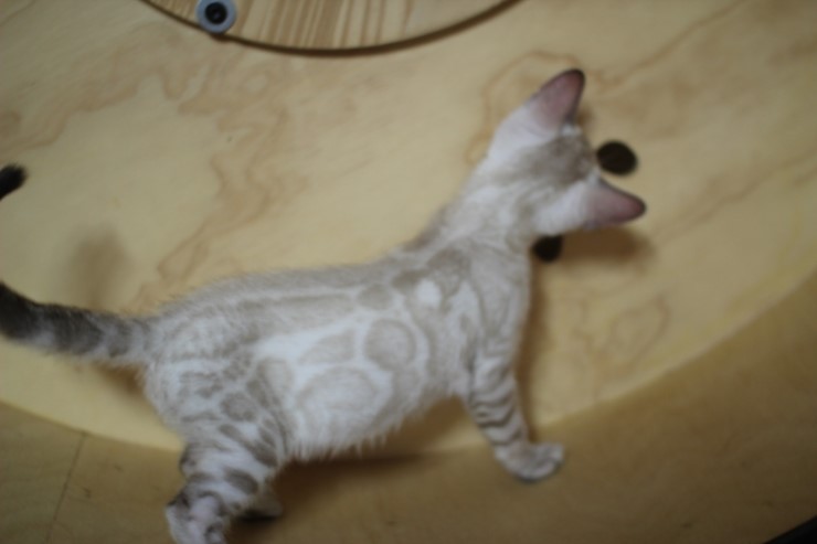 스노우 뱅갈고양이 맏형인 밍돌이예요~ 관련 이미지 8
