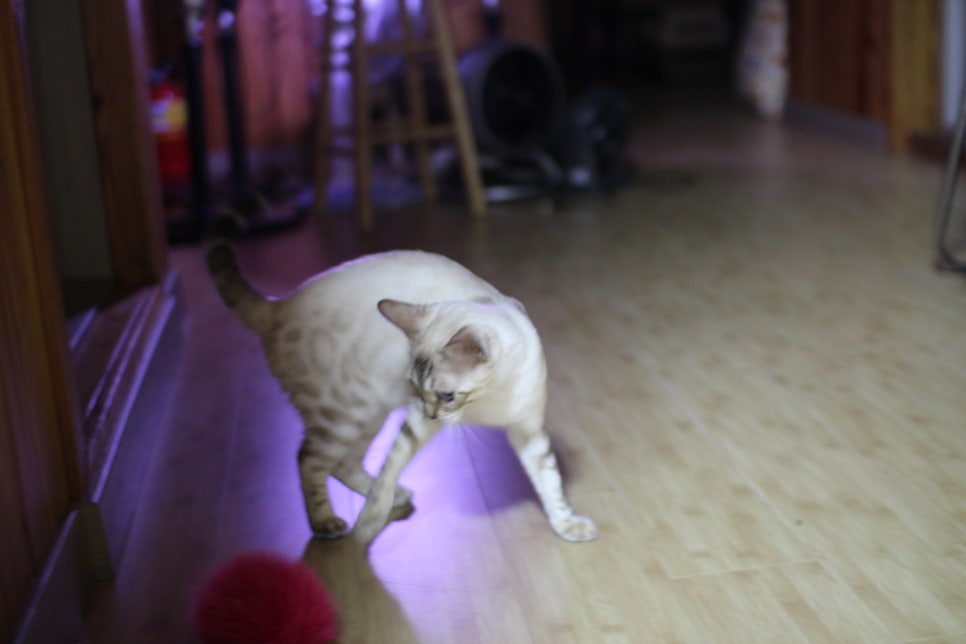스노우뱅갈고양이 이브예요~ 관련 이미지 7