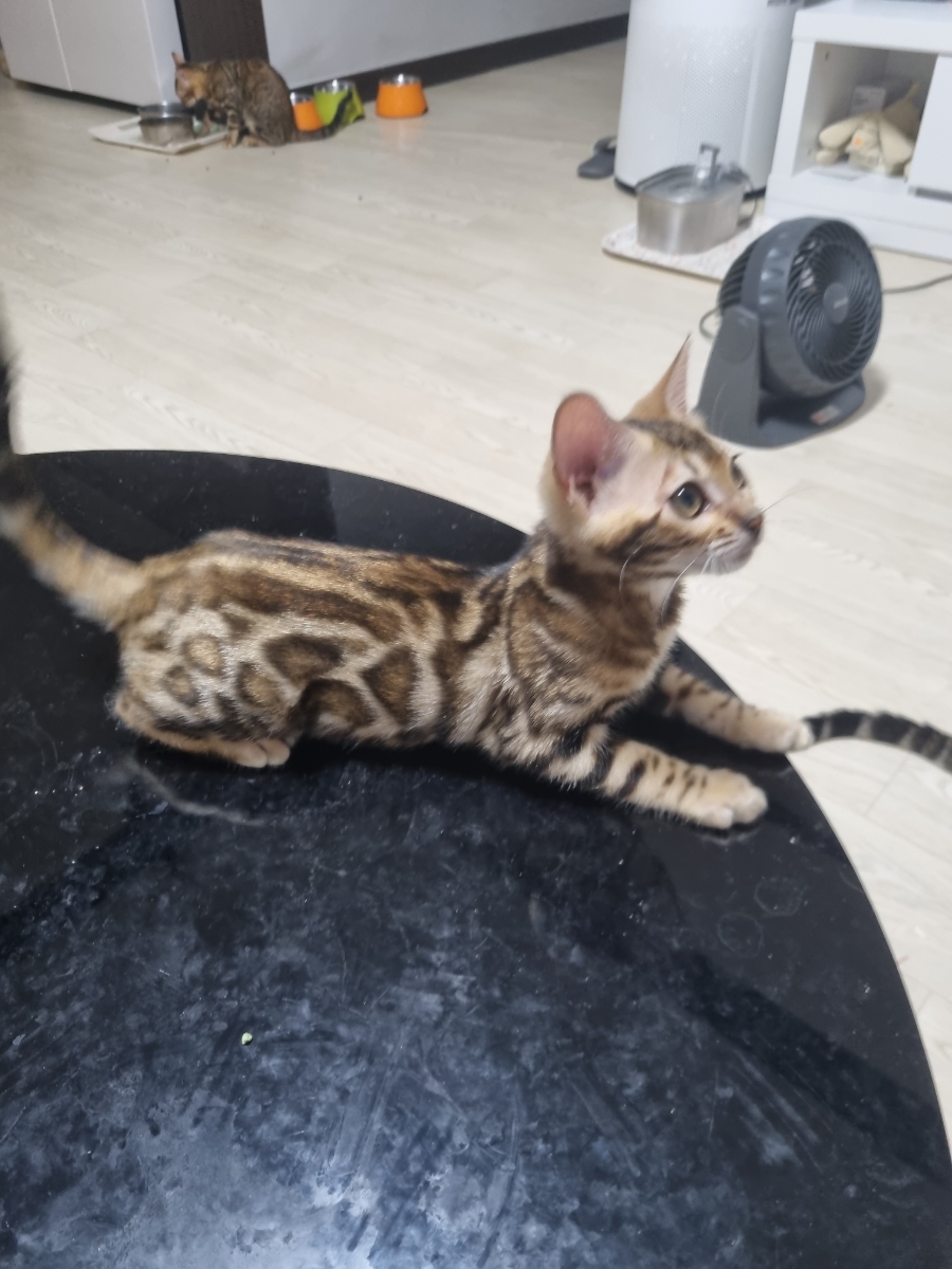 초미묘 개냥이 뱅갈고양이 여아 분양해요 관련 이미지 3