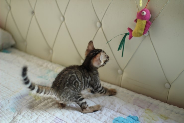 빅로젯 뱅갈고양이 남아예요~ 관련 이미지 9