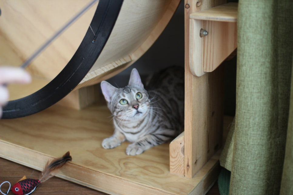 실버뱅갈고양이 분양중인 여아 오늘 모습 입니다~ 관련 이미지 6