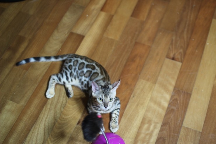 뱅갈고양이 도넛로젯 키퍼여아~ 관련 이미지 8