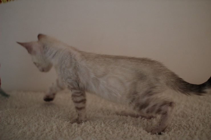 실링스 뱅갈고양이 키퍼 여아 많이 컸어요~ 관련 이미지 1