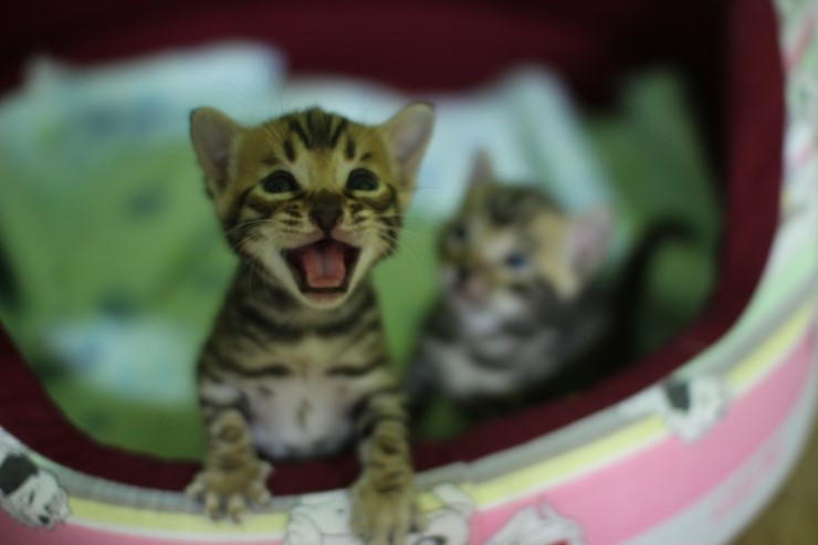 무럭무럭 성장중인 뱅갈고양이 꼬맹이들~ 관련 이미지 9