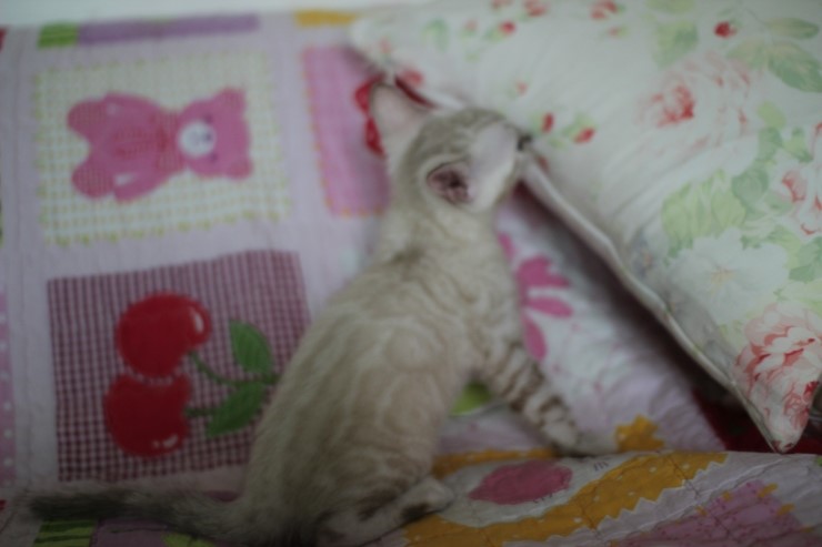 실링스뱅갈고양이 키퍼여아 많이 컸어요 관련 이미지 6