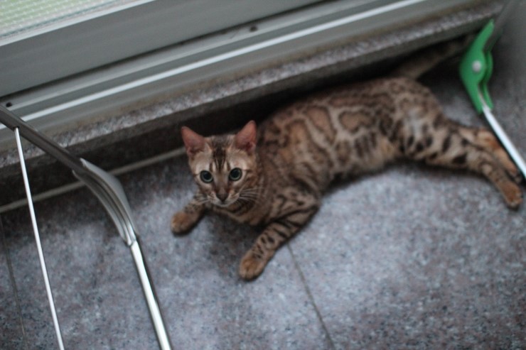 soyu lien,soyu diamond 관련 이미지 8