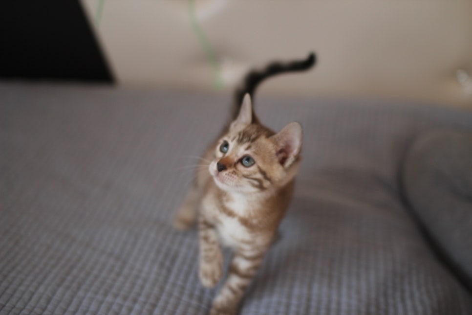 실밍크뱅갈고양이 여아 드림이~ 관련 이미지 1