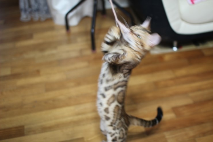 공중제비하는 뱅갈고양이 세라예요~ 관련 이미지 2