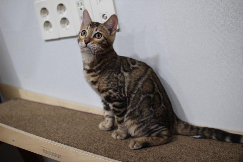 뱅갈고양이 분양 멋진 큰 무늬 아이 관련 이미지 5