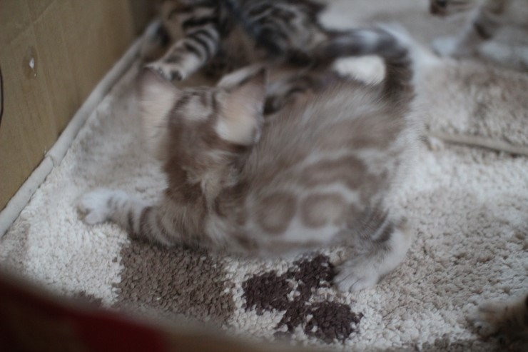 뱅갈고양이 6남매 꼬맹이들~ 관련 이미지 6