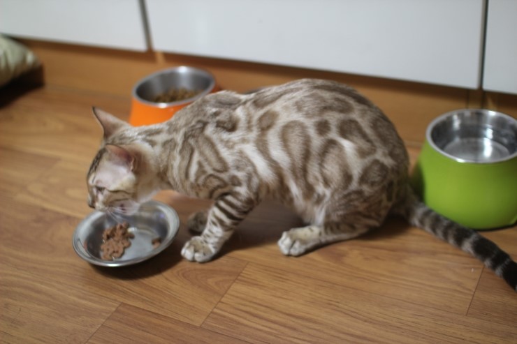 뱅갈고양이 슈퍼히어로 건강히 성장중~ 관련 이미지 2